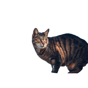 Beautiful Portrait Of A Tabby Cat With A Blurred Blue Background Outdoors. 12818 - Cat PNG image with transparent background